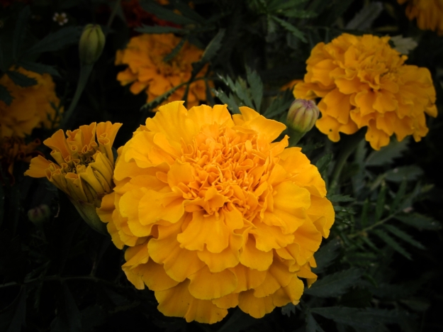Golden Marigold